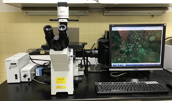 螢光顯微鏡及照相系統