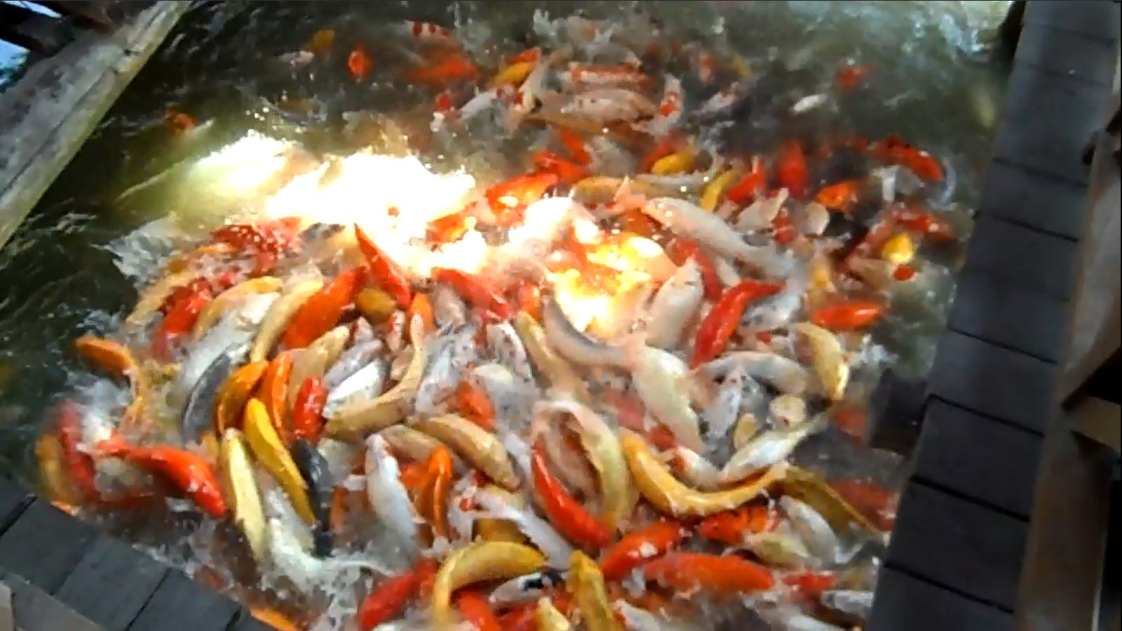 魚池中許多的錦鯉魚正在爭先恐後的覓食中